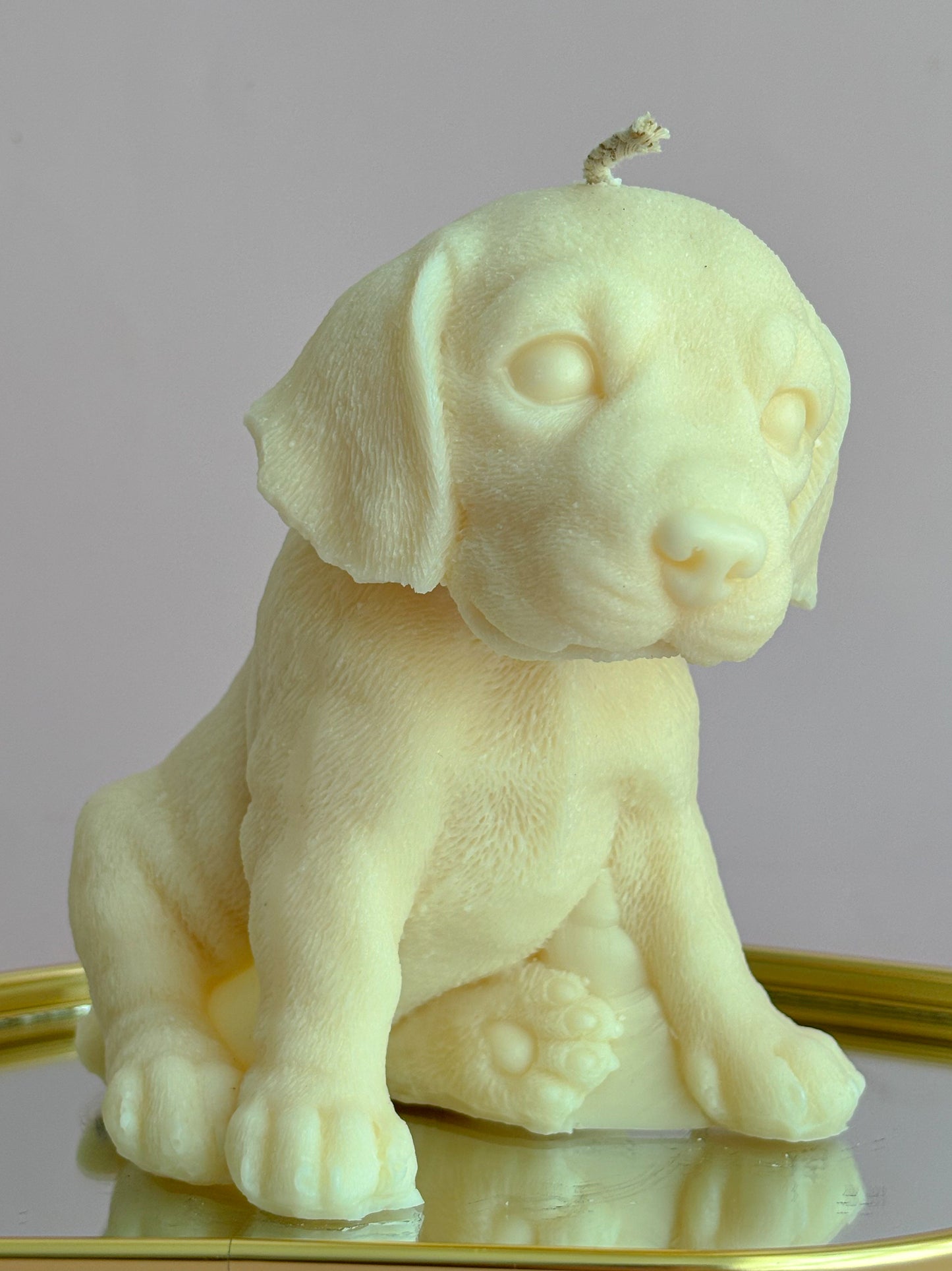 LABRADOR PUPPY
