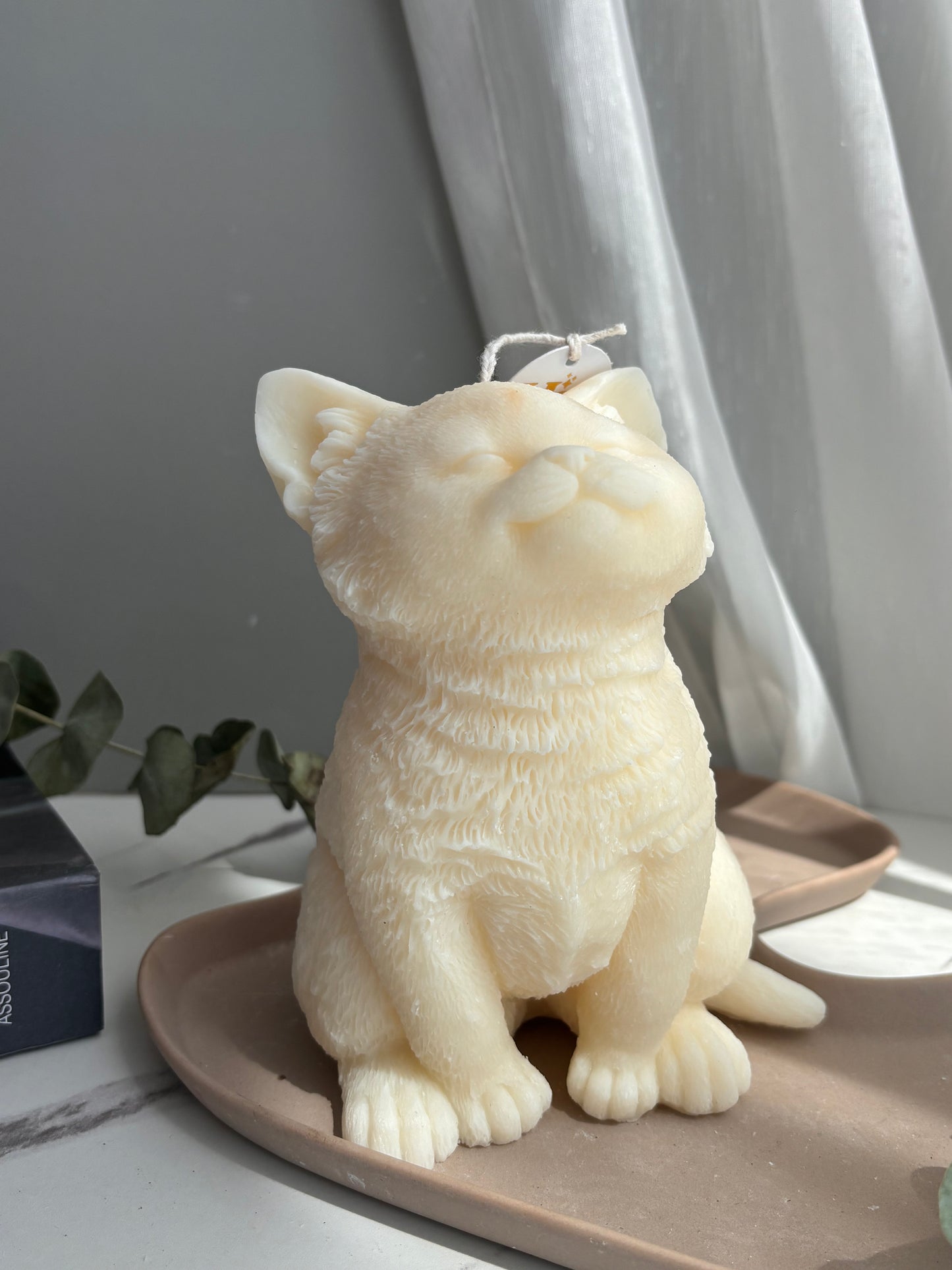 KITTY SITTING