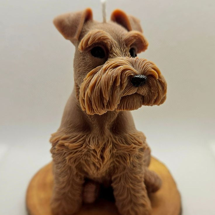 SCHNAUZER PUPPY